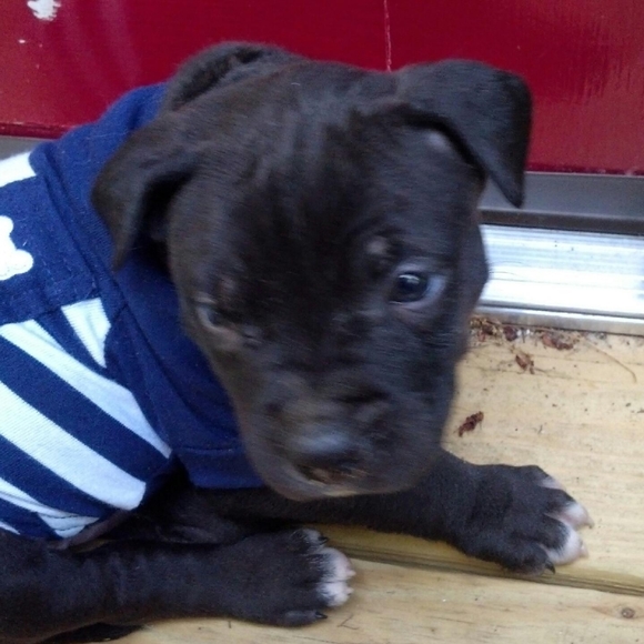 Tyson - Picture 7 of 7